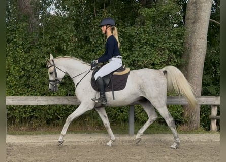 Pur-sang arabe, Hongre, 6 Ans, 154 cm, Gris