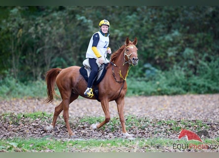 Pur-sang arabe, Hongre, 6 Ans, 156 cm, Alezan brûlé