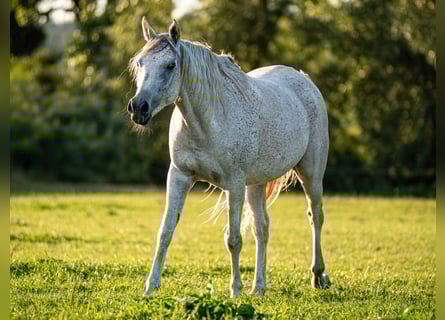 Pur-sang arabe, Hongre, 6 Ans, 157 cm, Gris