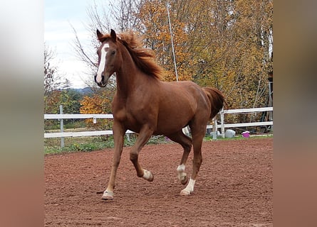 Pur-sang arabe, Hongre, 7 Ans, 157 cm, Rabicano