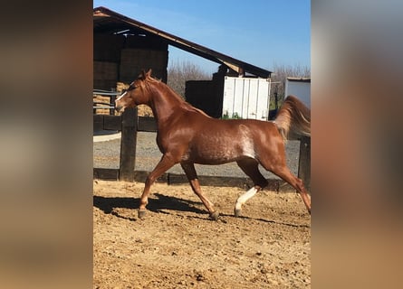 Pur-sang arabe, Hongre, 8 Ans, 154 cm, Alezan brûlé