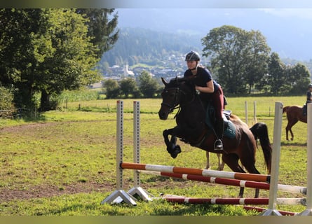 Pur-sang arabe, Jument, 10 Ans, 153 cm, Bai