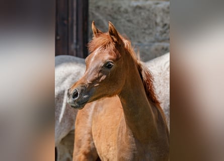 Pur-sang arabe, Jument, 1 Année, Peut devenir gris