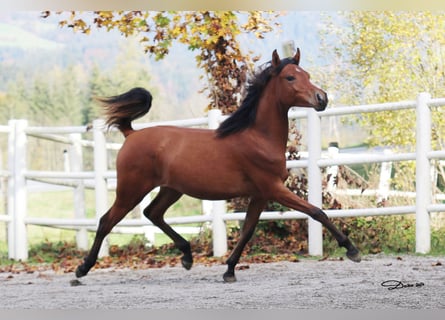 Pur-sang arabe, Jument, 2 Ans, 142 cm, Bai