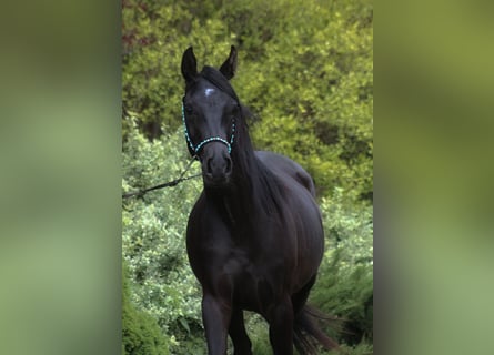 Pur-sang arabe, Jument, 2 Ans, 156 cm, Noir