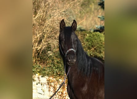 Pur-sang arabe, Jument, 2 Ans, 156 cm, Noir