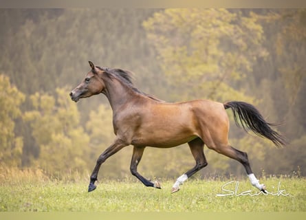 Pur-sang arabe, Jument, 3 Ans, 150 cm, Bai