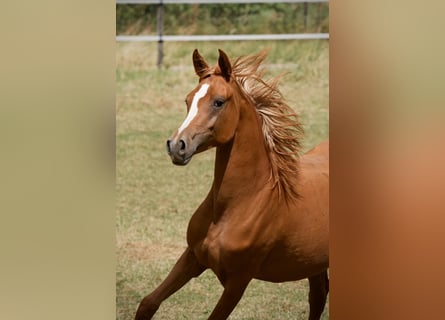 Pur-sang arabe, Jument, 3 Ans, 154 cm, Alezan