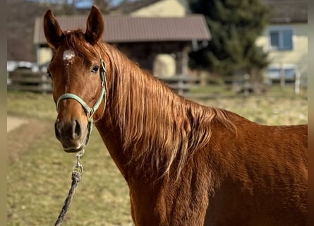 Pur-sang arabe, Jument, 3 Ans, 154 cm, Alezan