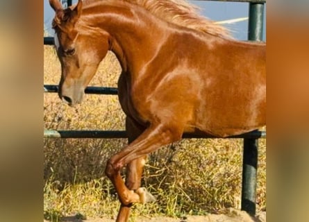 Pur-sang arabe, Jument, 3 Ans, 154 cm, Alezan
