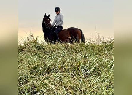 Pur-sang arabe, Jument, 3 Ans, 154 cm, Bai brun