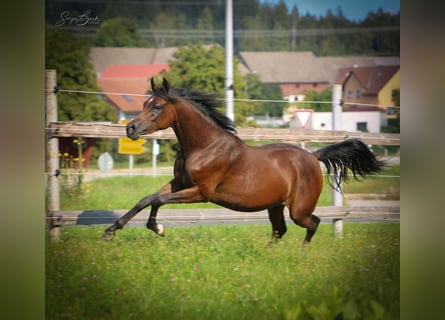 Pur-sang arabe, Jument, 3 Ans, 154 cm, Bai