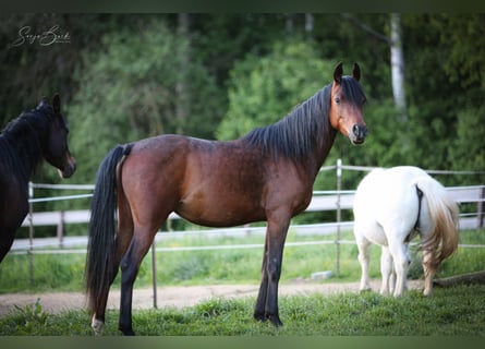 Pur-sang arabe, Jument, 3 Ans, 154 cm, Bai