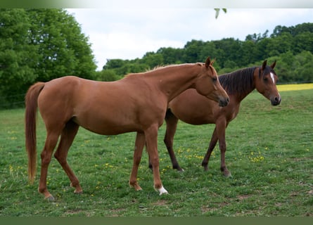 Pur-sang arabe, Jument, 3 Ans, 155 cm, Alezan