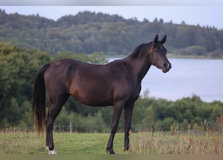 Pur-sang arabe, Jument, 4 Ans, 155 cm, Noir