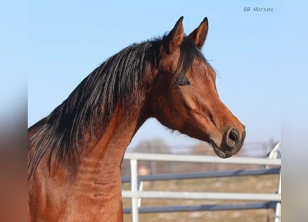 Pur-sang arabe, Jument, 4 Ans, 156 cm, Bai