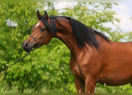 Pur-sang arabe, Jument, 4 Ans, 156 cm, Bai