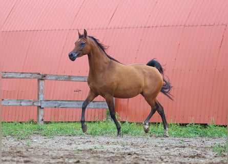 Pur-sang arabe, Jument, 4 Ans, Bai cerise