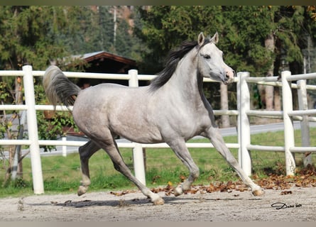 Pur-sang arabe, Jument, 5 Ans, 154 cm, Gris