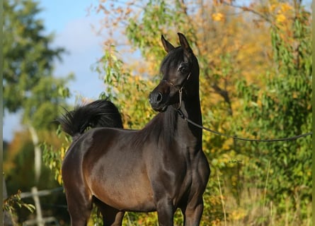 Pur-sang arabe, Jument, 5 Ans, 155 cm, Bai