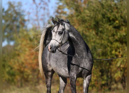 Pur-sang arabe, Jument, 5 Ans, 155 cm, Gris