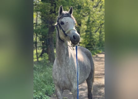 Pur-sang arabe, Jument, 5 Ans, 155 cm, Rouan bleu