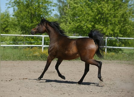 Pur-sang arabe, Jument, 6 Ans, 150 cm, Bai brun
