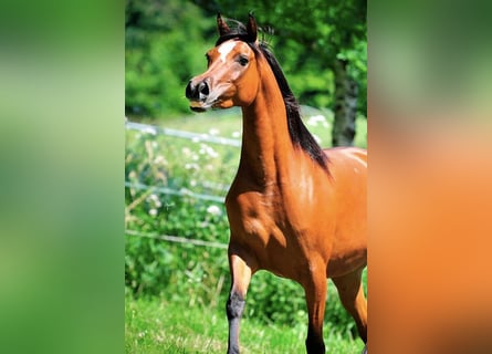 Pur-sang arabe, Jument, 6 Ans, 151 cm, Bai