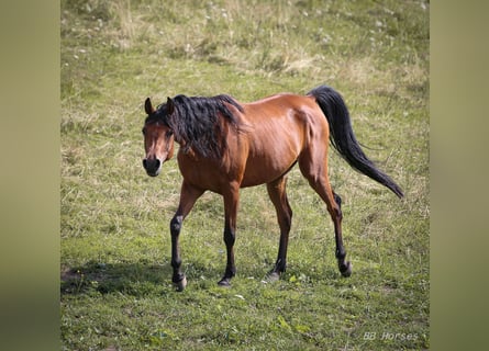 Pur-sang arabe, Jument, 6 Ans, 152 cm, Bai