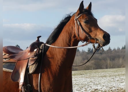 Pur-sang arabe, Jument, 6 Ans, 154 cm, Bai