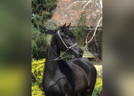 Pur-sang arabe, Jument, 6 Ans, 155 cm, Noir