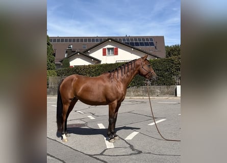 Pur-sang arabe, Jument, 7 Ans, 155 cm, Bai