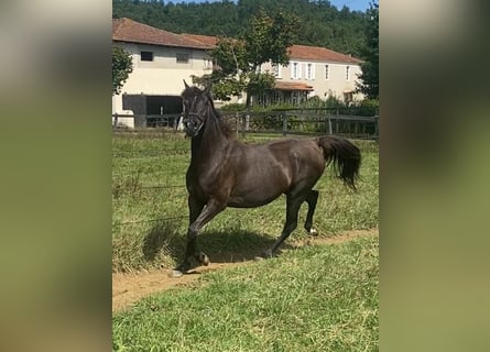 Pur-sang arabe, Jument, 7 Ans, 155 cm, Noir