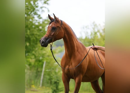 Pur-sang arabe, Jument, 7 Ans, 157 cm, Bai
