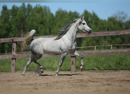 Pur-sang arabe, Jument, 7 Ans, Gris