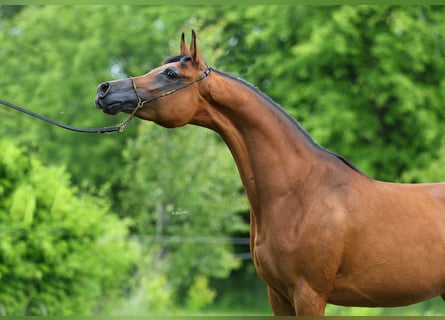 Pur-sang arabe, Jument, 8 Ans, 153 cm, Bai