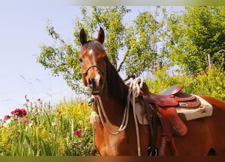 Pur-sang arabe, Jument, 8 Ans, Bai