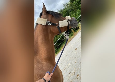 Pur-sang arabe, Jument, 9 Ans, 152 cm, Bai brun