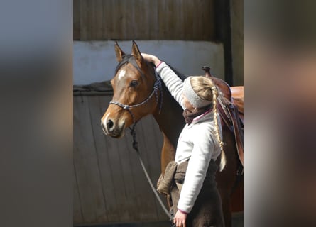 Pur-sang arabe, Jument, 9 Ans, 152 cm, Bai