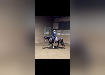 Pur sang irlandais, Hongre, 5 Ans, 170 cm, Bai brun