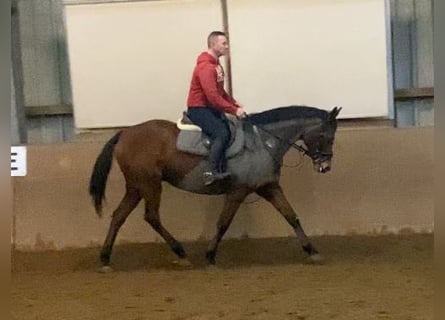 Pur sang irlandais, Jument, 12 Ans, 160 cm, Bai