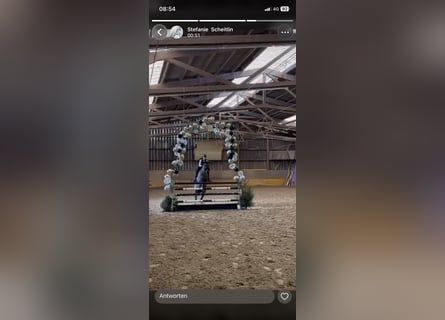 Pur sang irlandais, Jument, 12 Ans, 163 cm, Bai brun