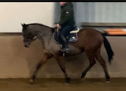 Pur sang irlandais, Jument, 13 Ans, 160 cm, Bai