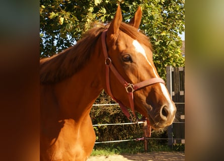 Pur sang irlandais, Jument, 3 Ans, 160 cm, Alezan