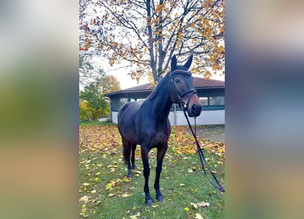 Pur sang irlandais, Jument, 5 Ans, 165 cm, Bai