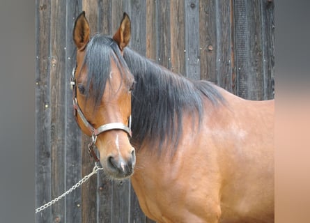 Pura Raza Árabe, Caballo castrado, 10 años, 160 cm