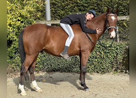 Pura Raza Árabe, Caballo castrado, 10 años, 163 cm, Castaño