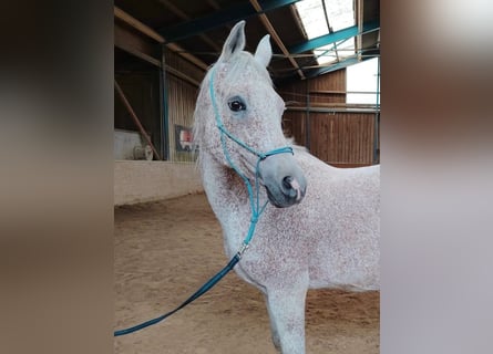 Pura Raza Árabe, Caballo castrado, 12 años, 160 cm, Tordo picazo