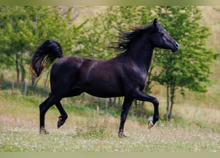 Pura Raza Árabe, Caballo castrado, 13 años, 158 cm, Negro
