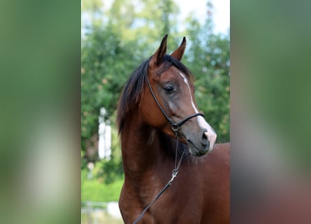 Pura Raza Árabe, Caballo castrado, 1 año, 154 cm, Castaño